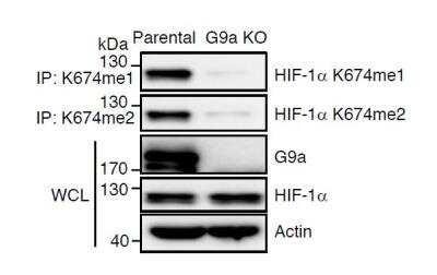Immunoprecipitation: HIF-1 alpha [Monomethyl Lys674] Antibody [NBP2-69088]
